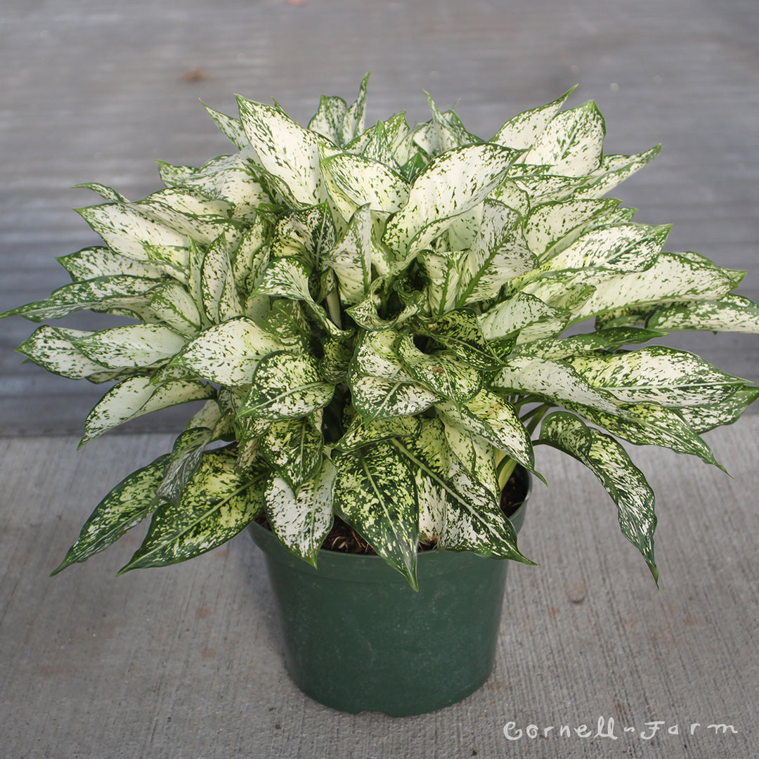 snow white aglaonema Aglaonema 10in Spring Snow – Cornell Farm