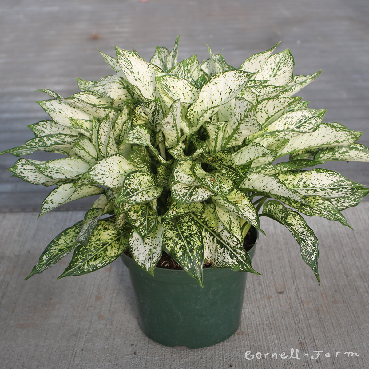 giant aglaonema Aglaonema 10in Spring Snow