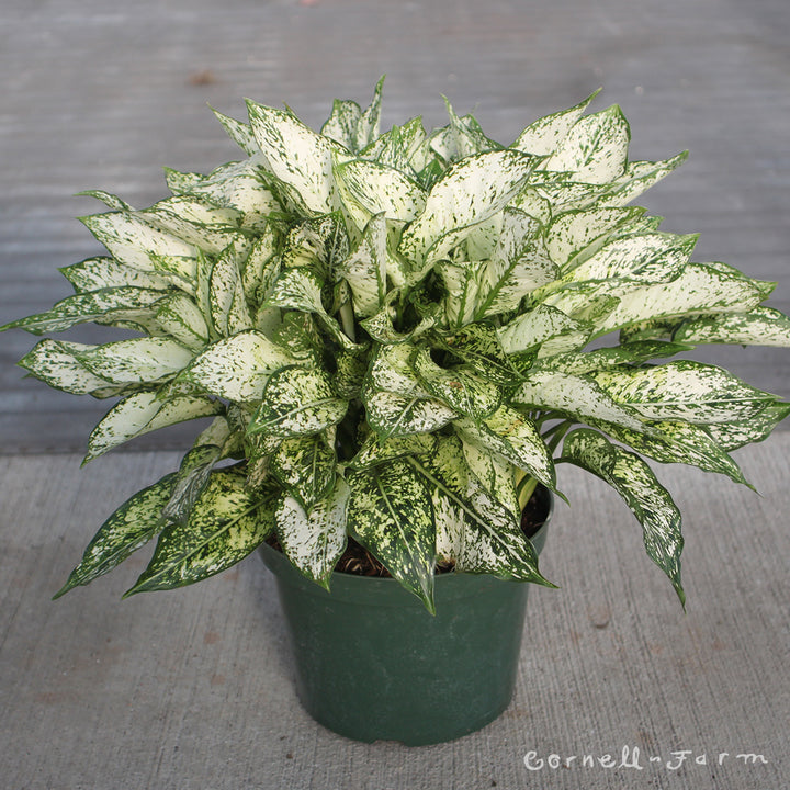 Aglaonema 10in Spring Snow – Cornell Farm