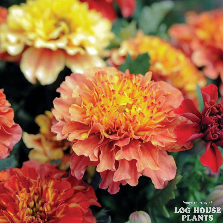 Tagetes p. Strawberry Blonde 4in French Marigold