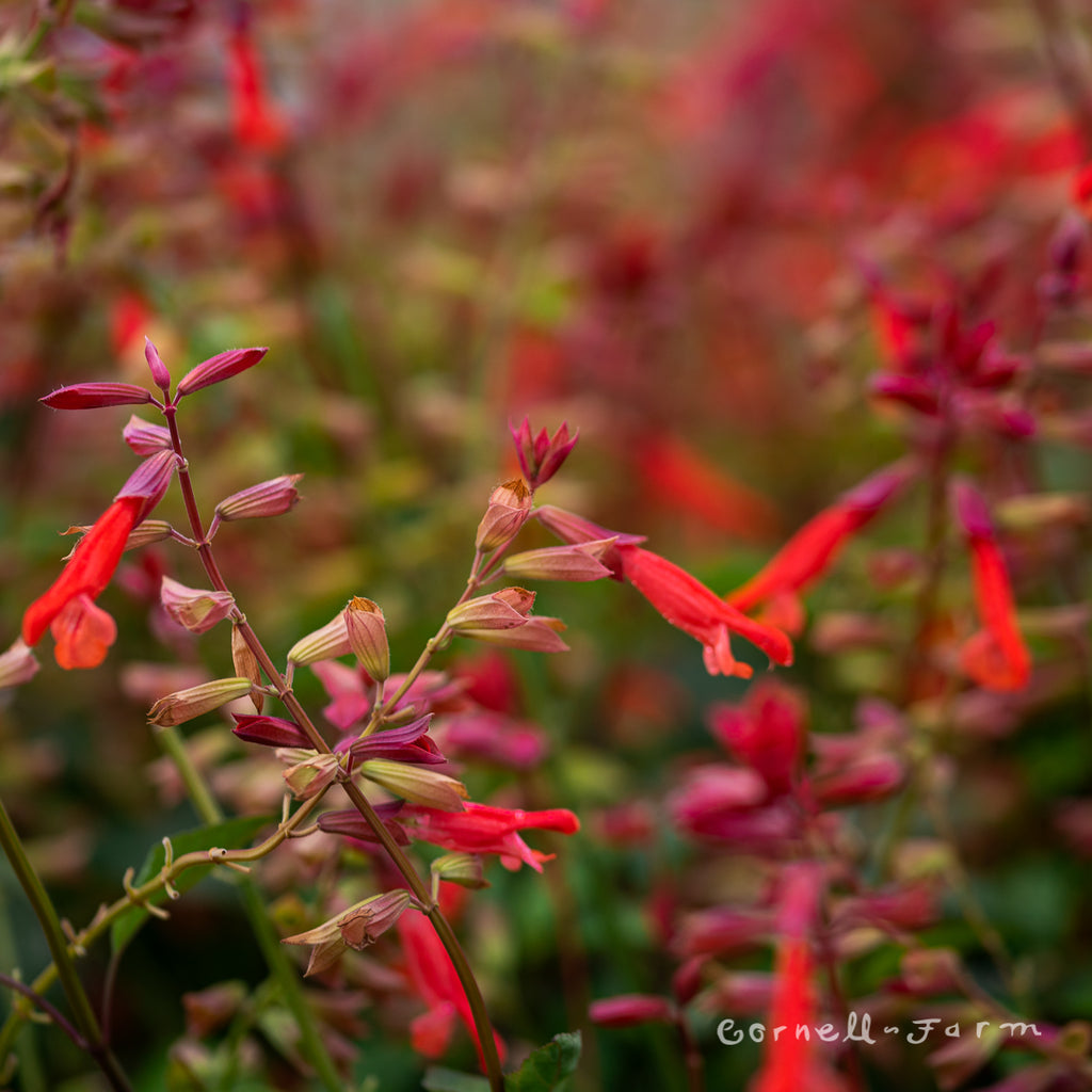 Salvia Skyscraper Orange 1gal CF – Cornell Farm