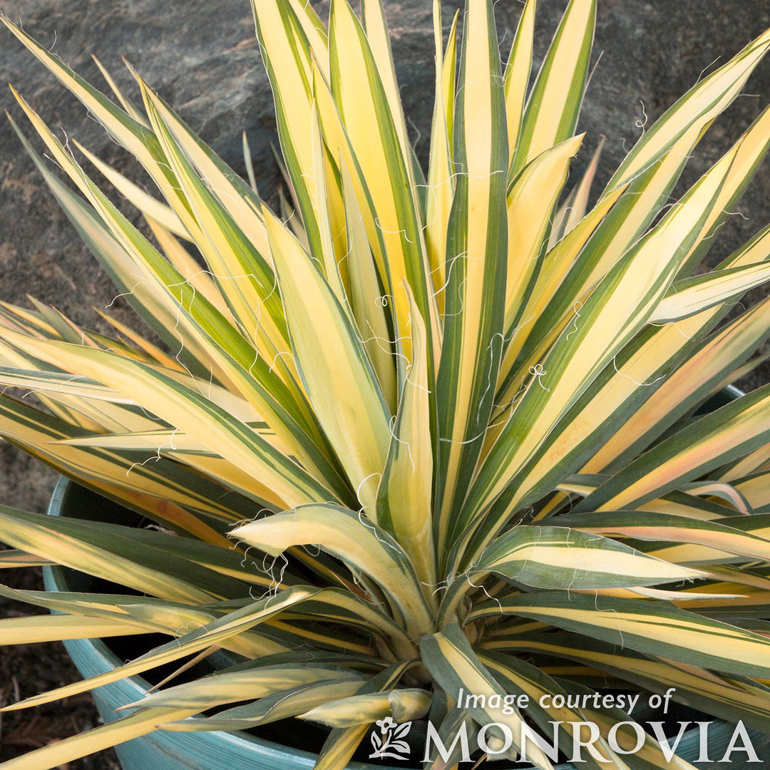 Yucca f Color Guard 2gal – Cornell Farm