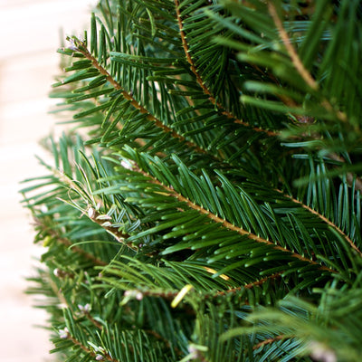 Grand Fir Christmas Tree