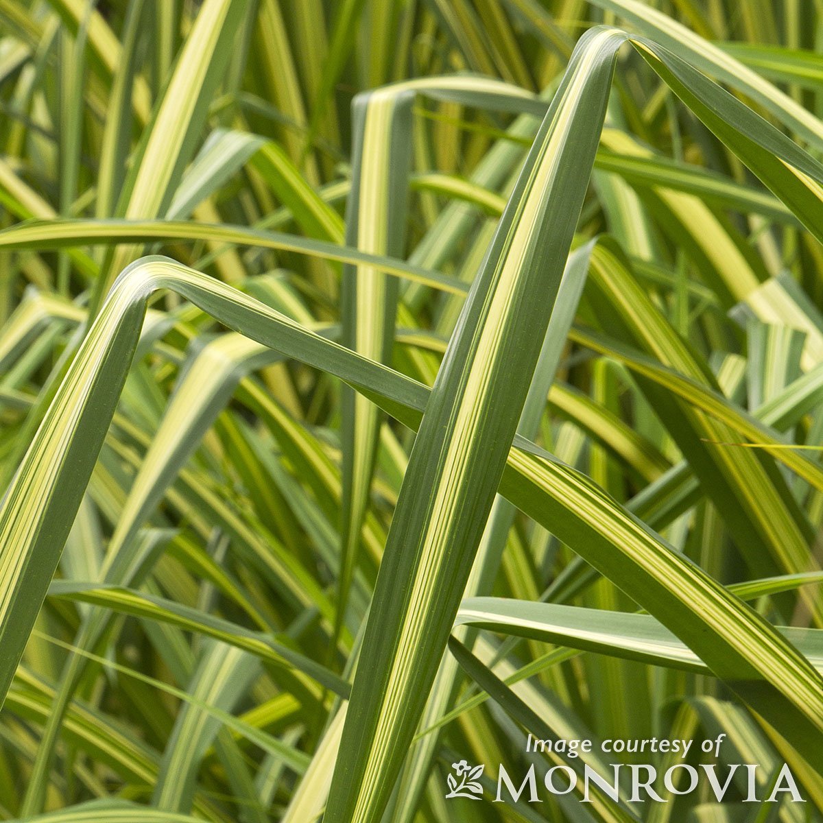 Yucca filamentosa Golden Sword 5gal