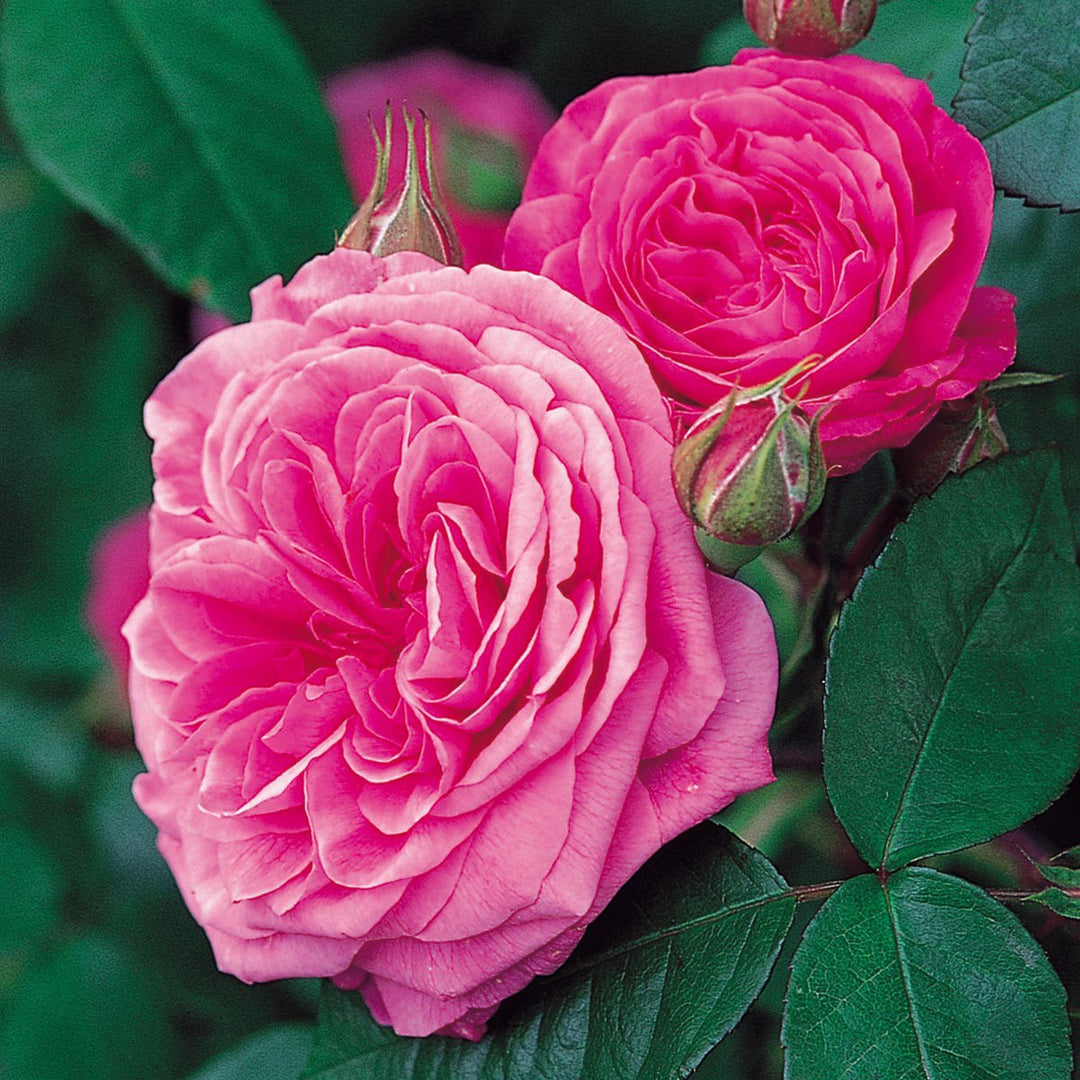 Rose Gertrude Jekyll 5gal David Austin