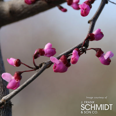 Cercis c. Merlot 5gal Redbud