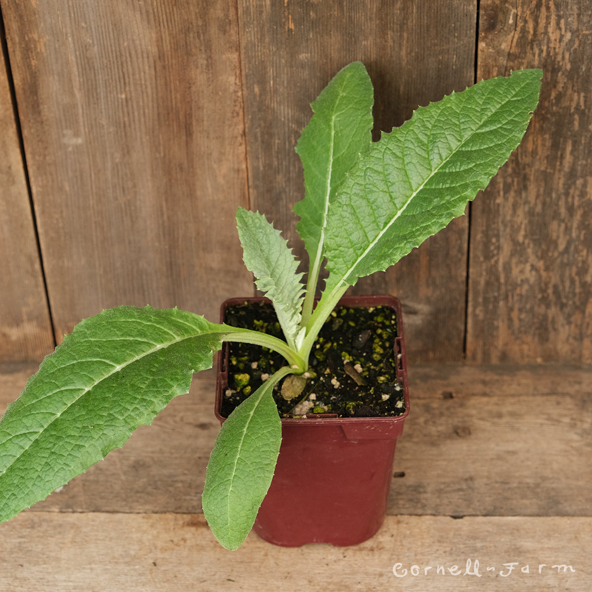 Artichoke Violetta Qrt.