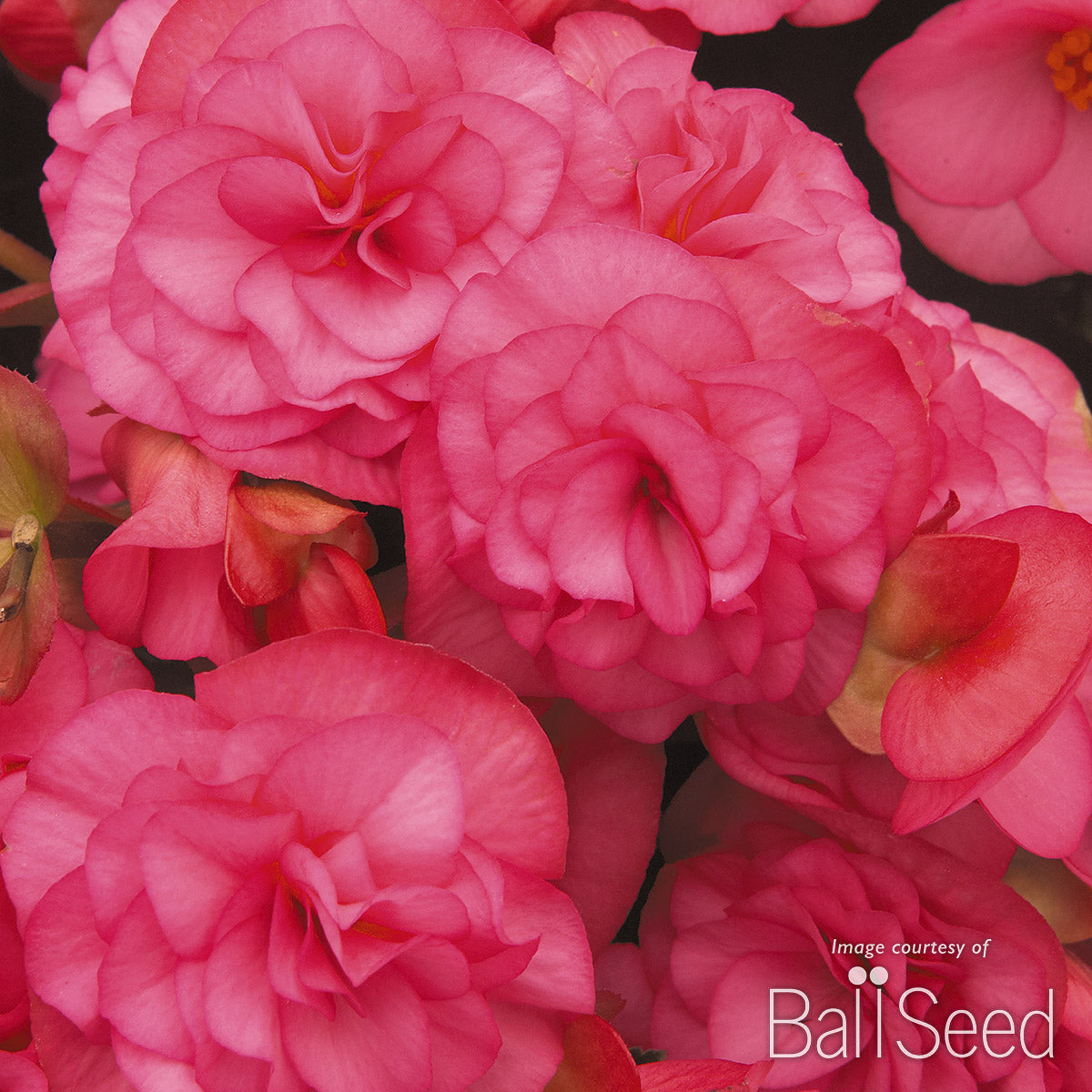 Begonia Solenia Light Pink Qrt CF