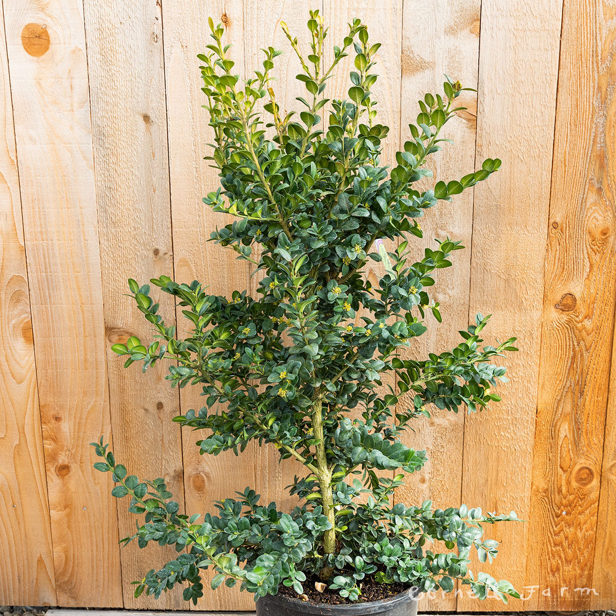Buxus semp. Rotundifolia 5gal Boxwood