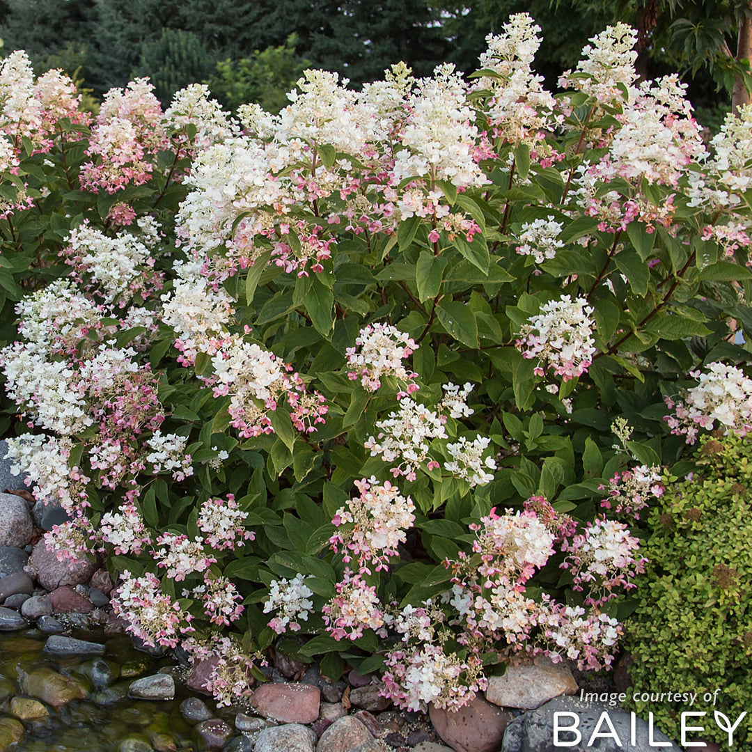 Hydrangea p. Tickled Pink 2gal – Cornell Farm