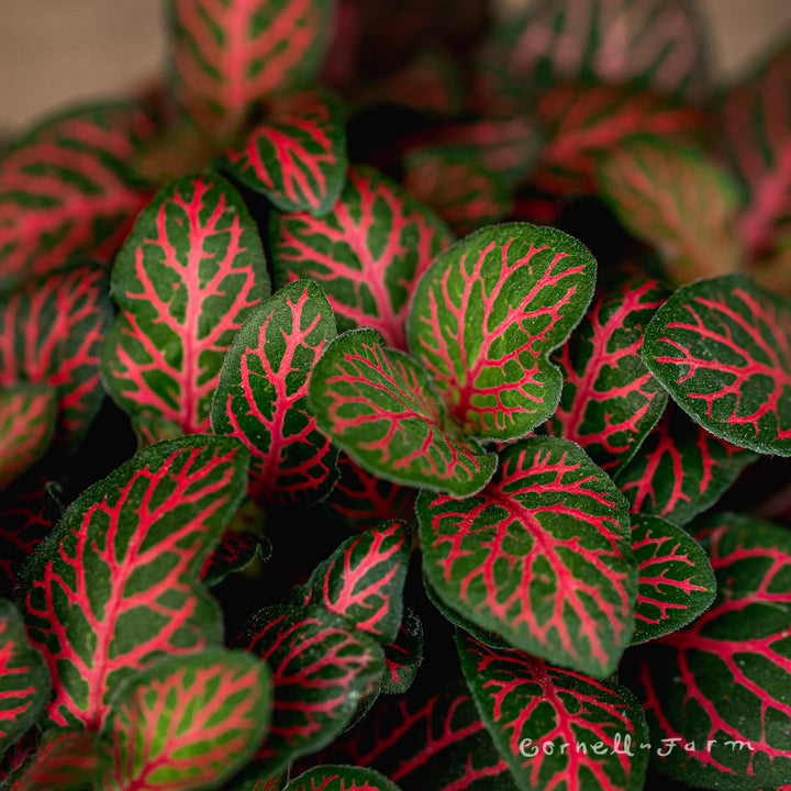 Fittonia albivenis 4in Red Nerve Plant – Cornell Farm