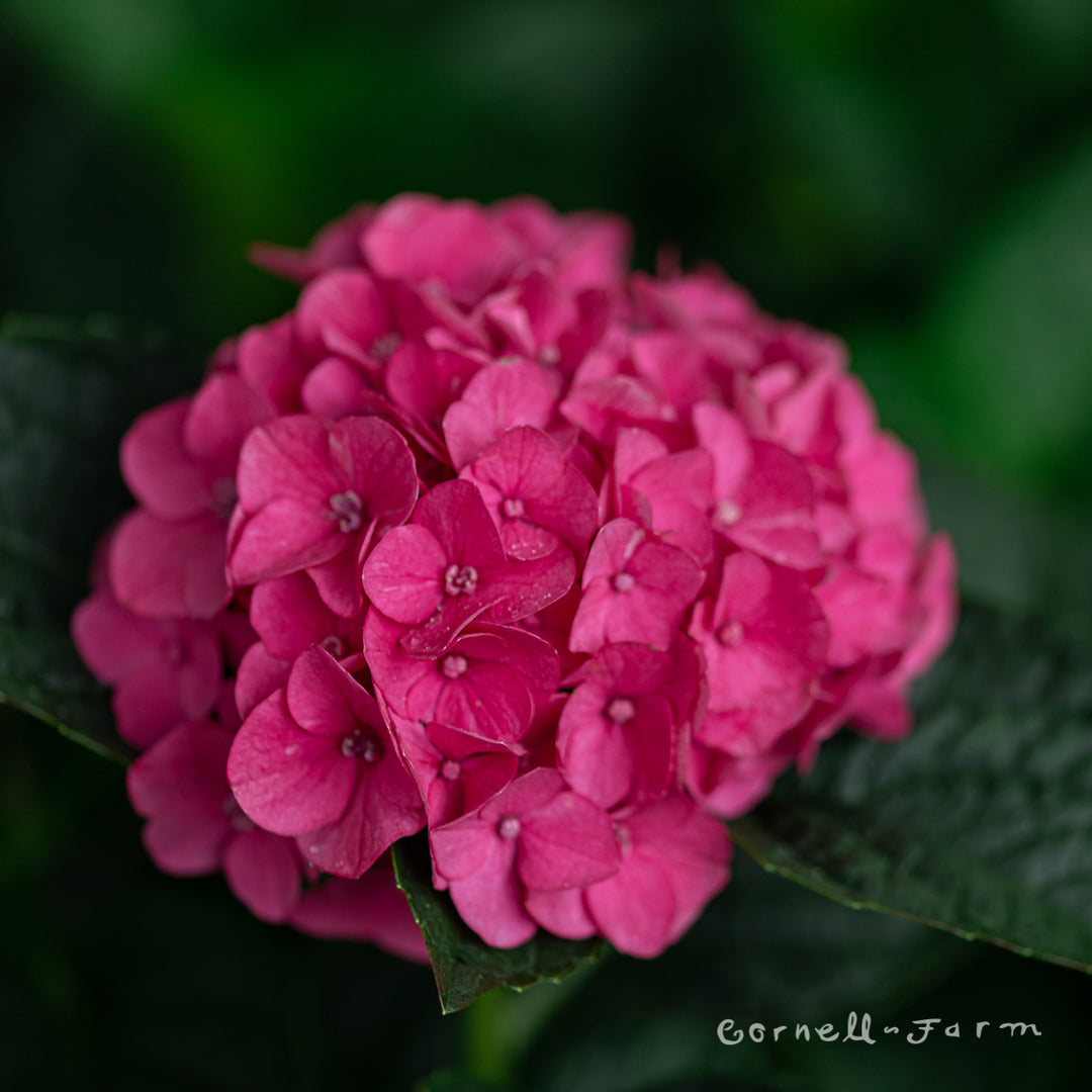 Hydrangea m. Martha's Vineyard 5gal Seaside Serenade – Cornell Farm