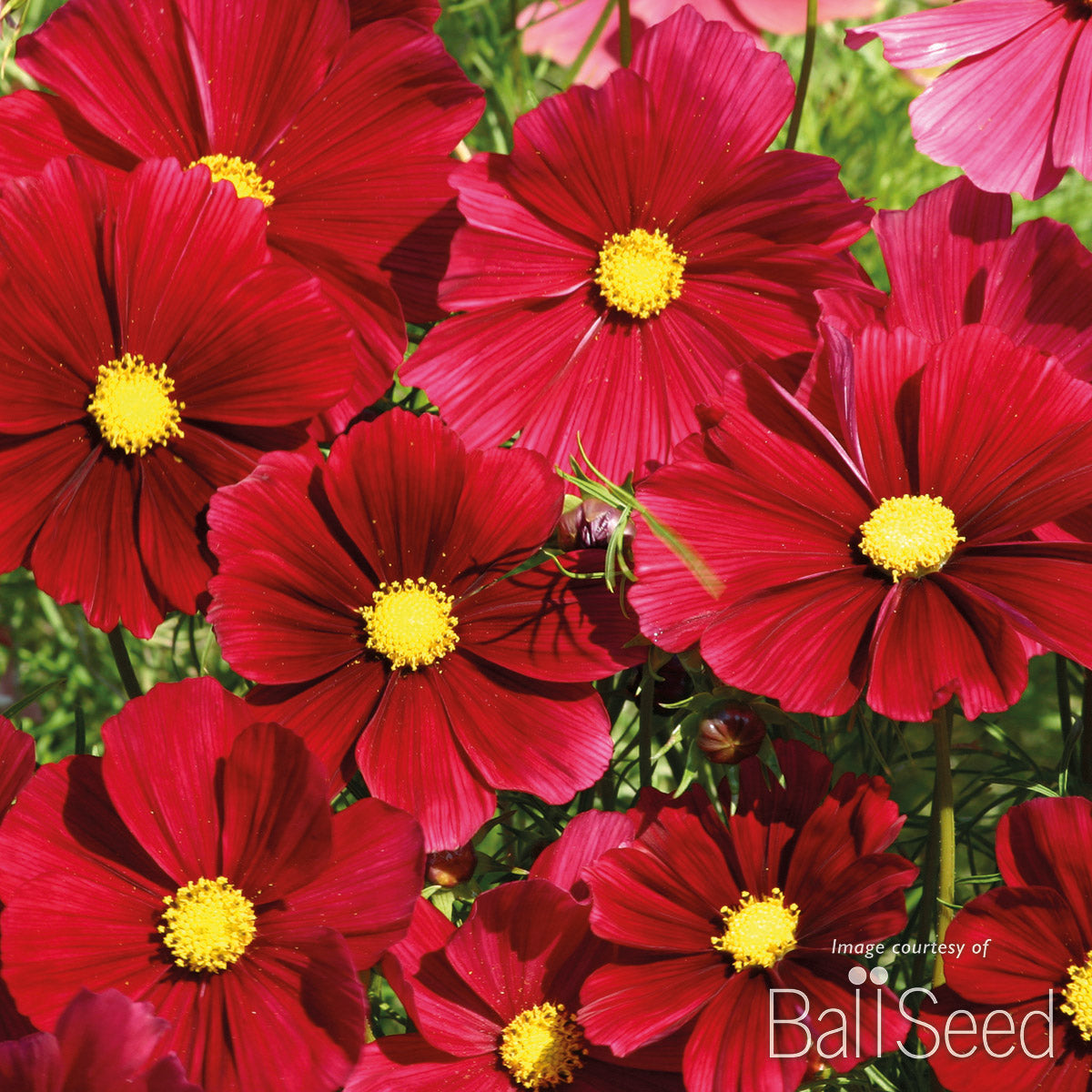 Cosmos Rubenza 4.25in CF