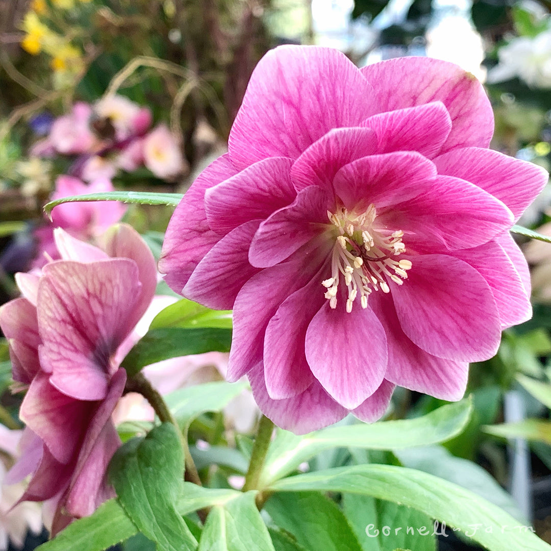 Helleborus Berry Swirl WJ Qrt. Winter Jewels – Cornell Farm