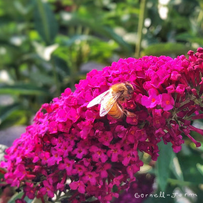 Buddleia Miss Molly 2gal Butterfly Bush