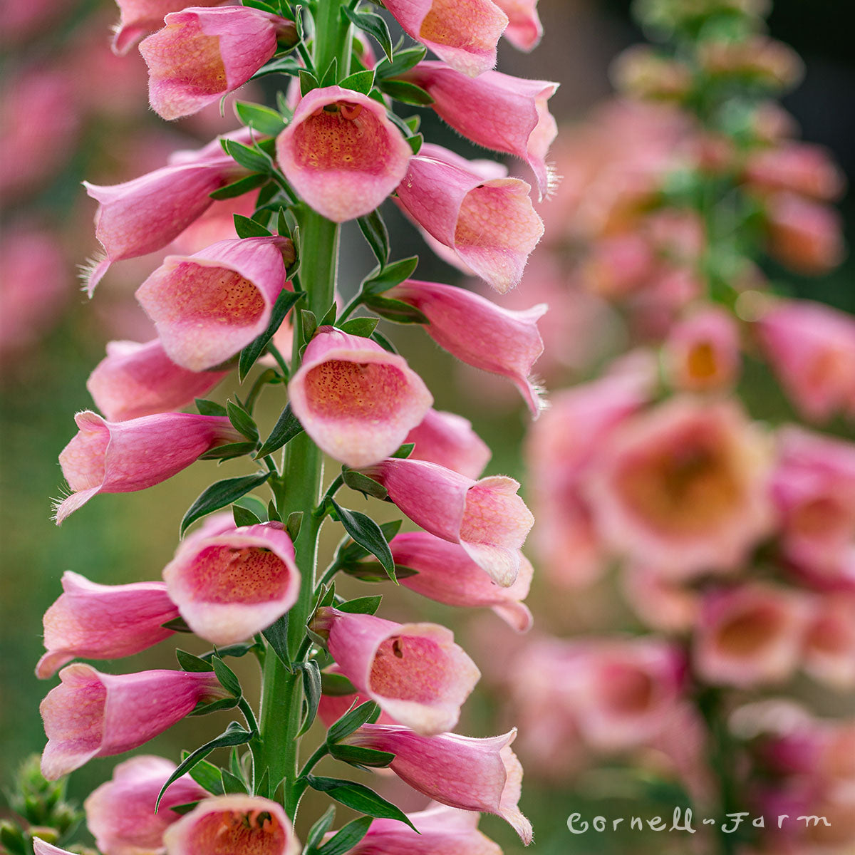 Digitalis Arctic Fox Rose 1gal CF