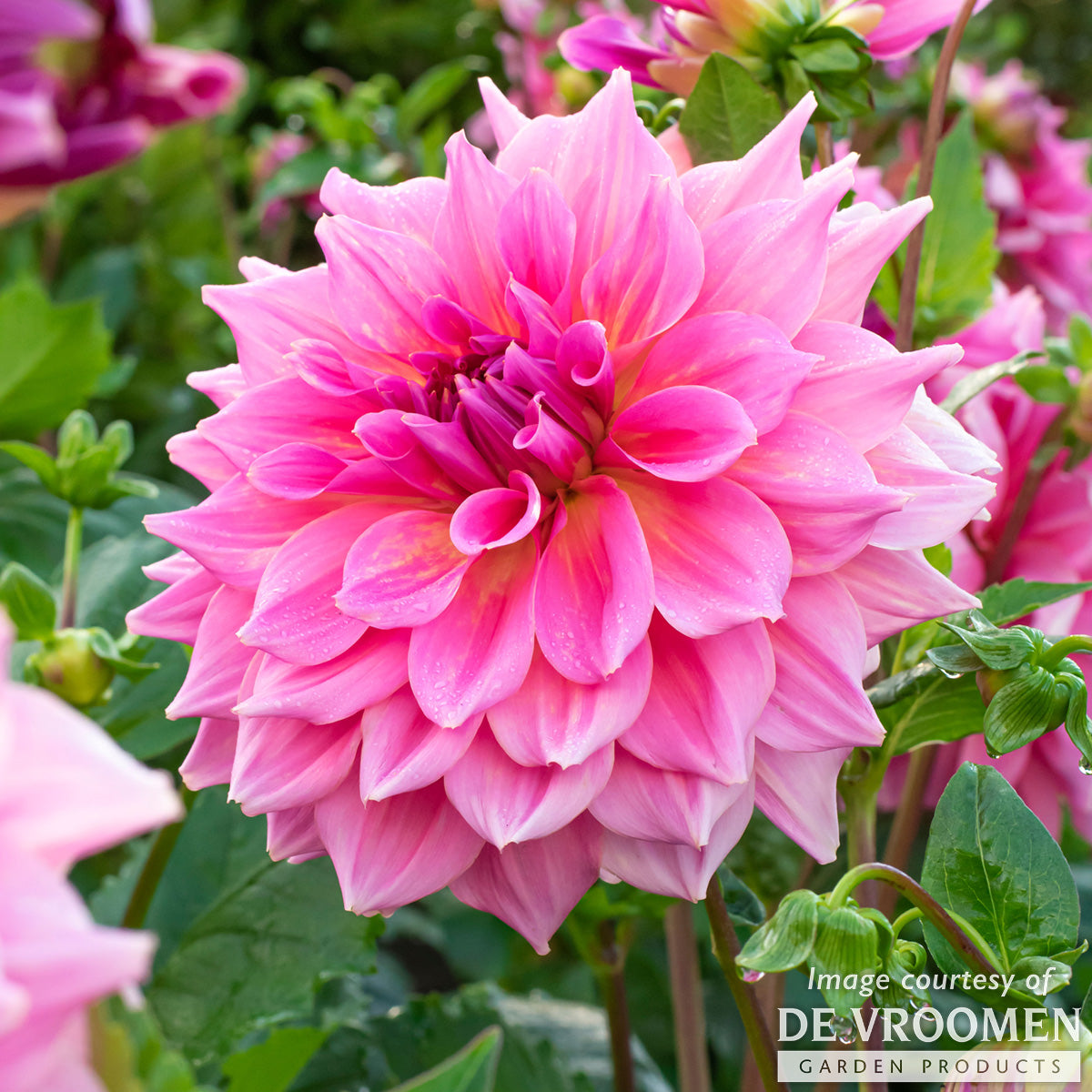 Dahlia Otto's Thrill 2gal. CF Dinner Plate Pink – Cornell Farm