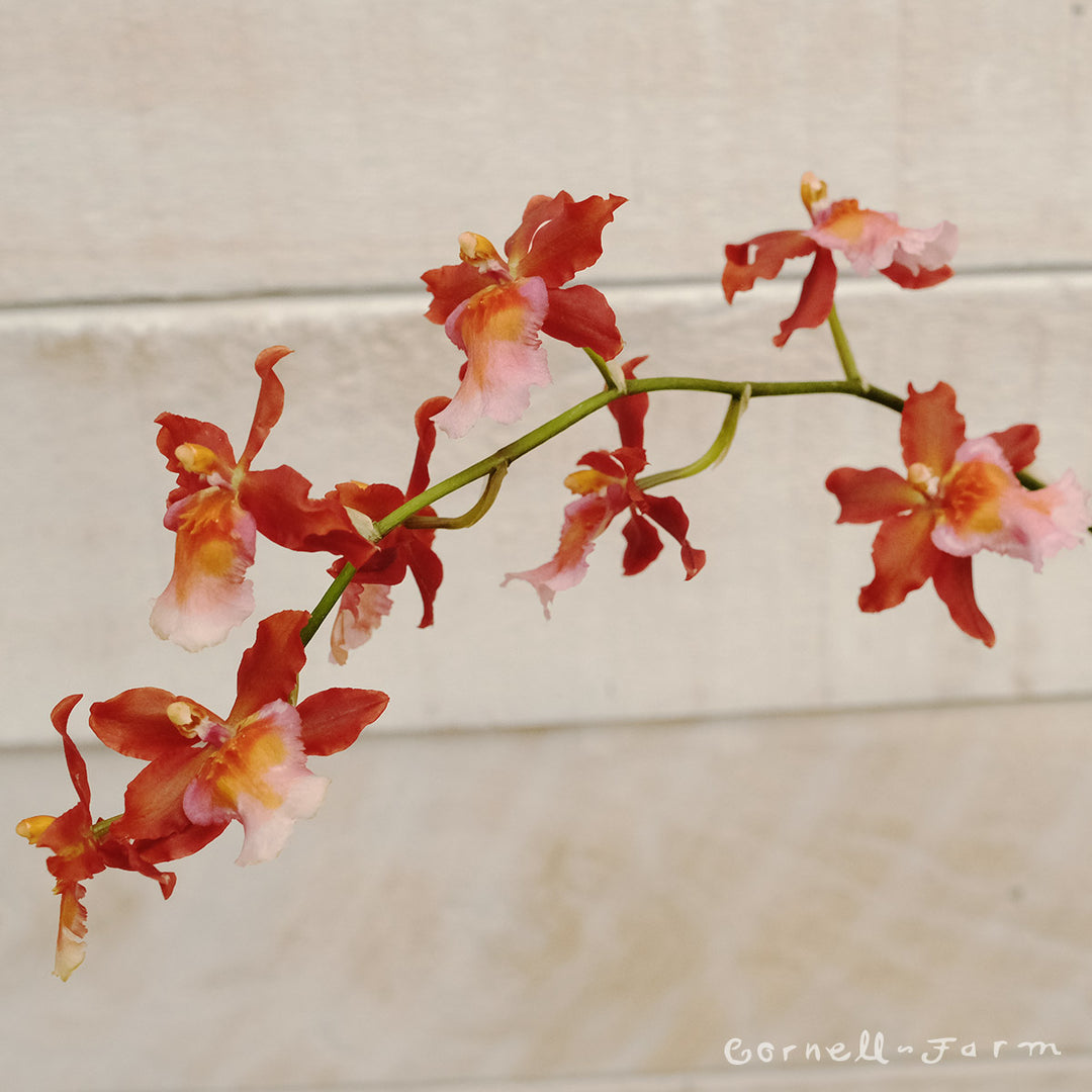 Orchids Direct Assorted Species 2.25in – Cornell Farm