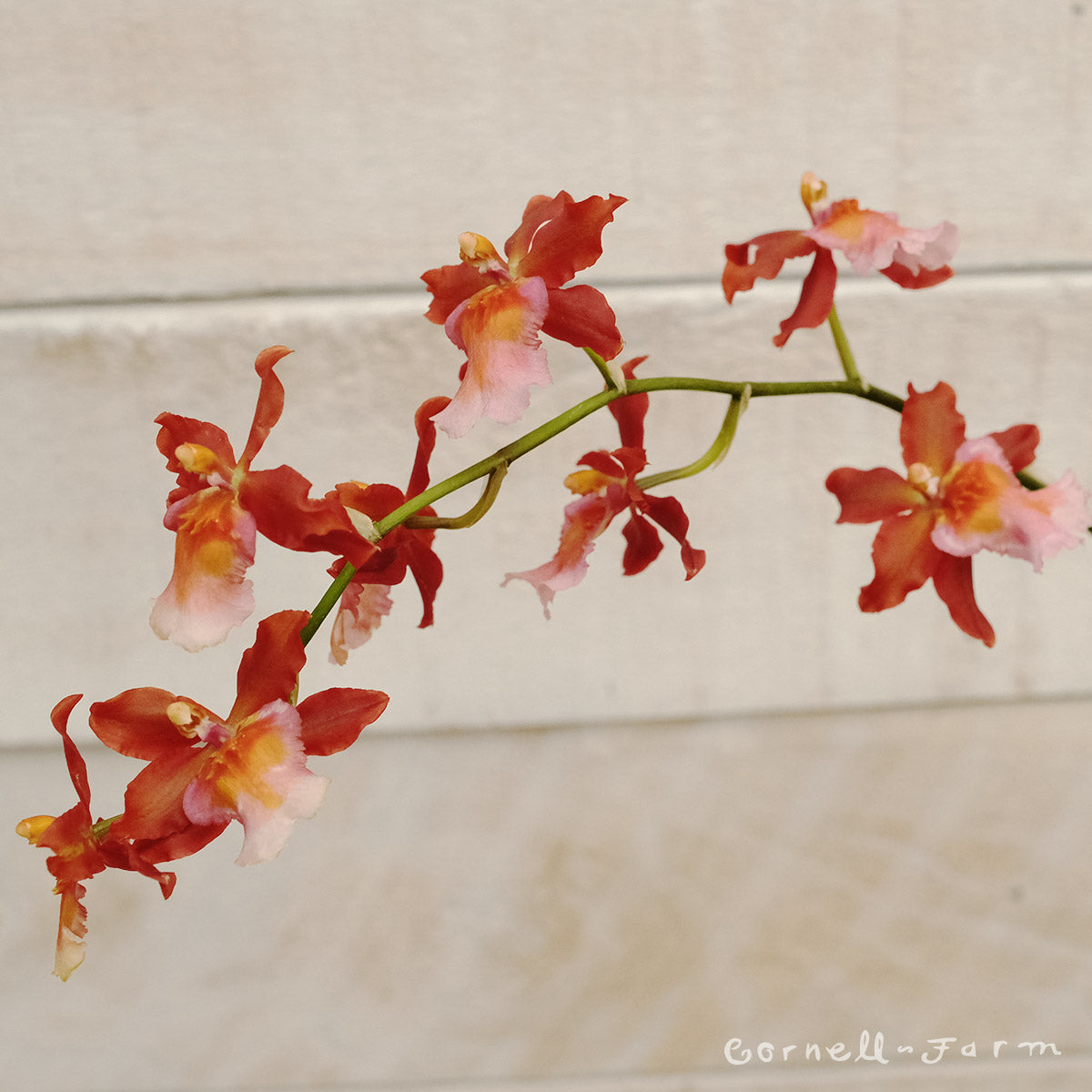 Orchids Direct Assorted Species 2.25in
