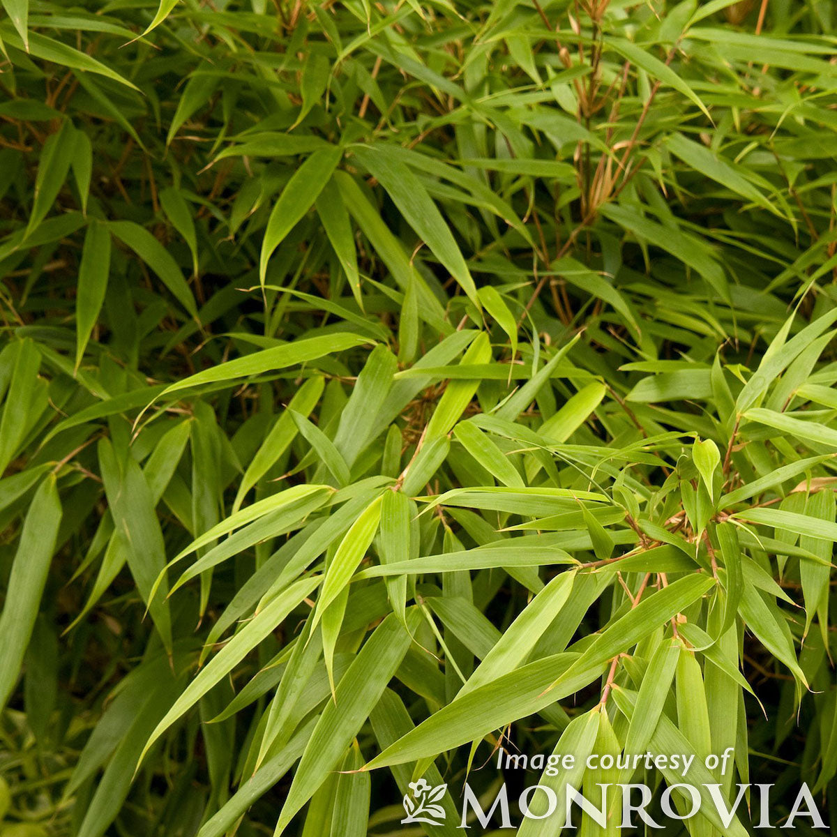 Bamboo Fargesia rufa  3gal Red Clumping Bamboo