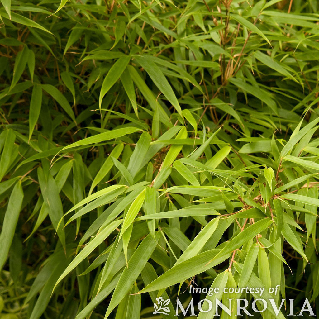 Bamboo Fargesia sp. Rufa 2gal – Cornell Farm