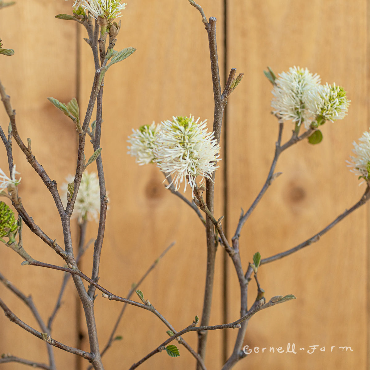 Fothergilla major Mt Airy 2gal