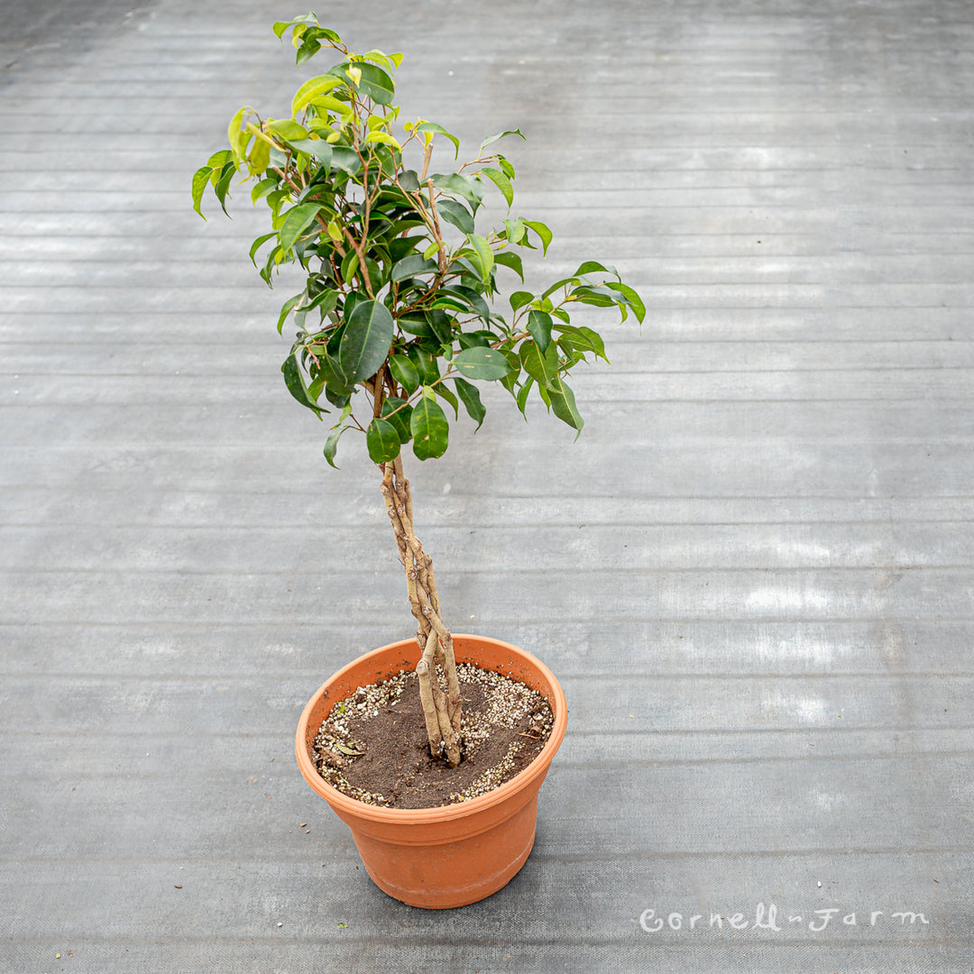 cac2c0047b4d386b5dbbed6b4283c8