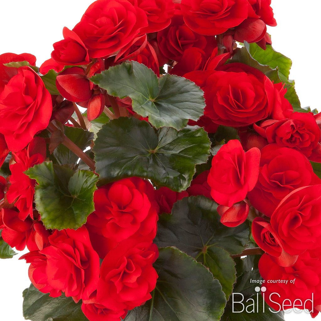 Begonia Solenia Red Orange Qrt CF – Cornell Farm