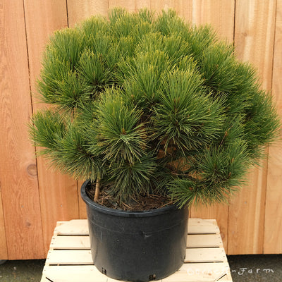 Pinus resin Morel 6gal Red Pine