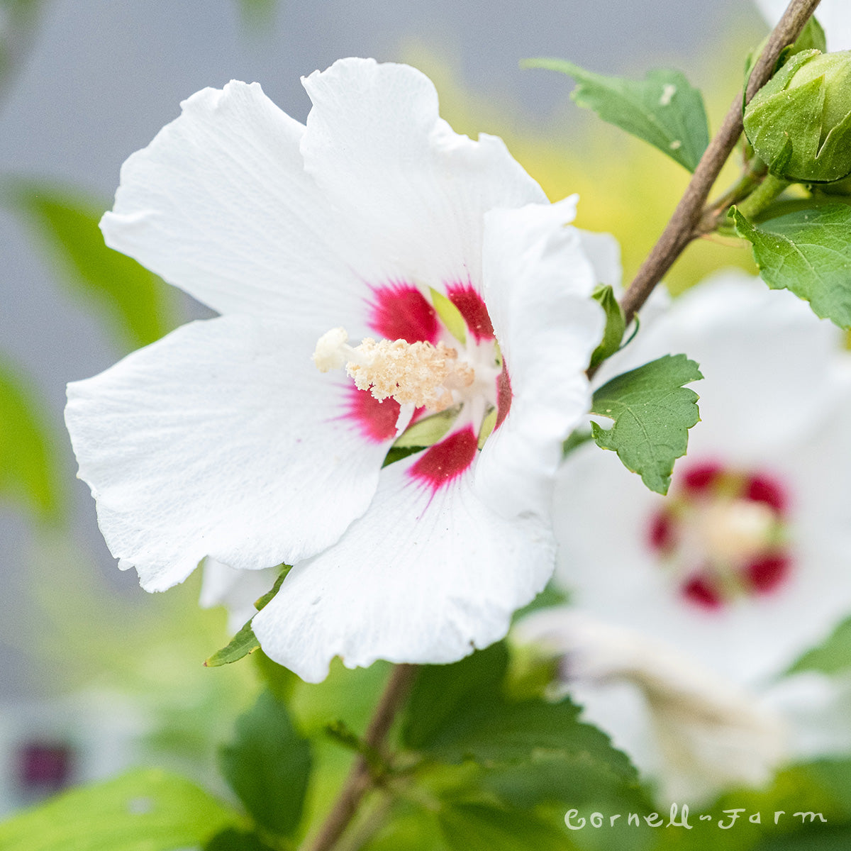 Hibiscus s. Red Heart 3gal Hardy Rose of Sharon