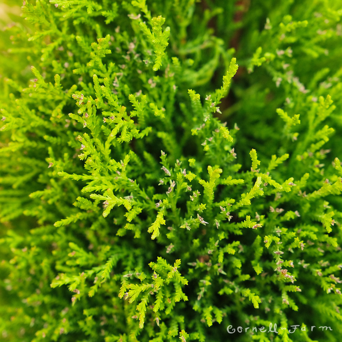 Cupressus m. Wilma Goldcrest 1gal Lemon Cypress