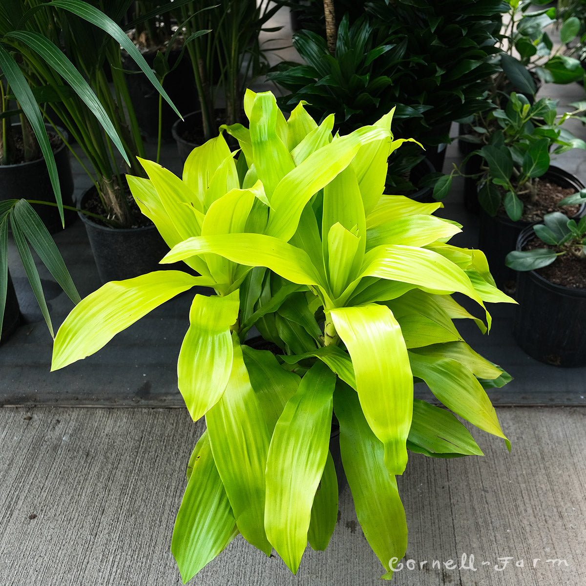 dracaena deremensis light Dracaena fragrans 10in Limelight – Cornell Farm