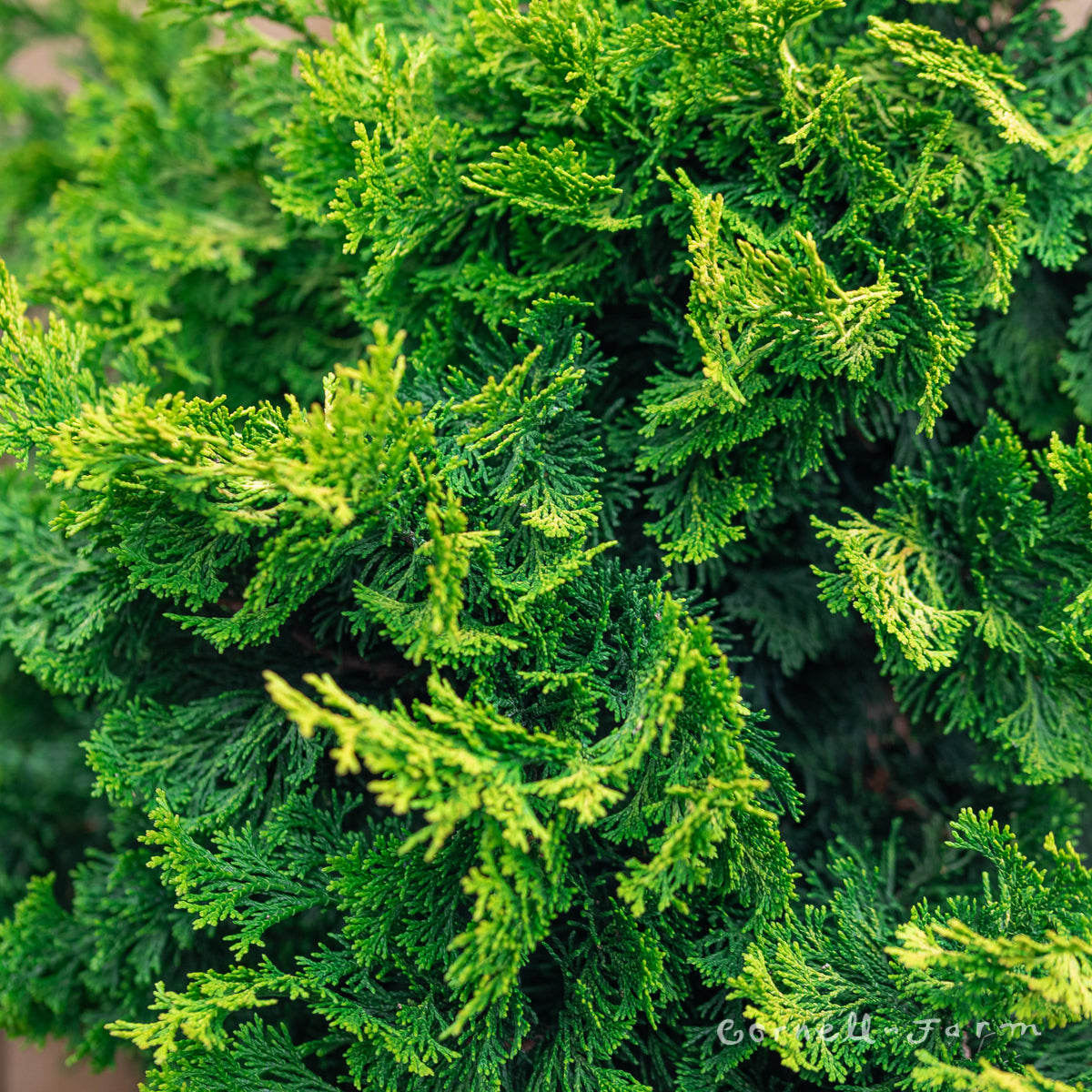 Chamaecyparis o. Verdoni Hinoki Cypress 6gal – Cornell Farm