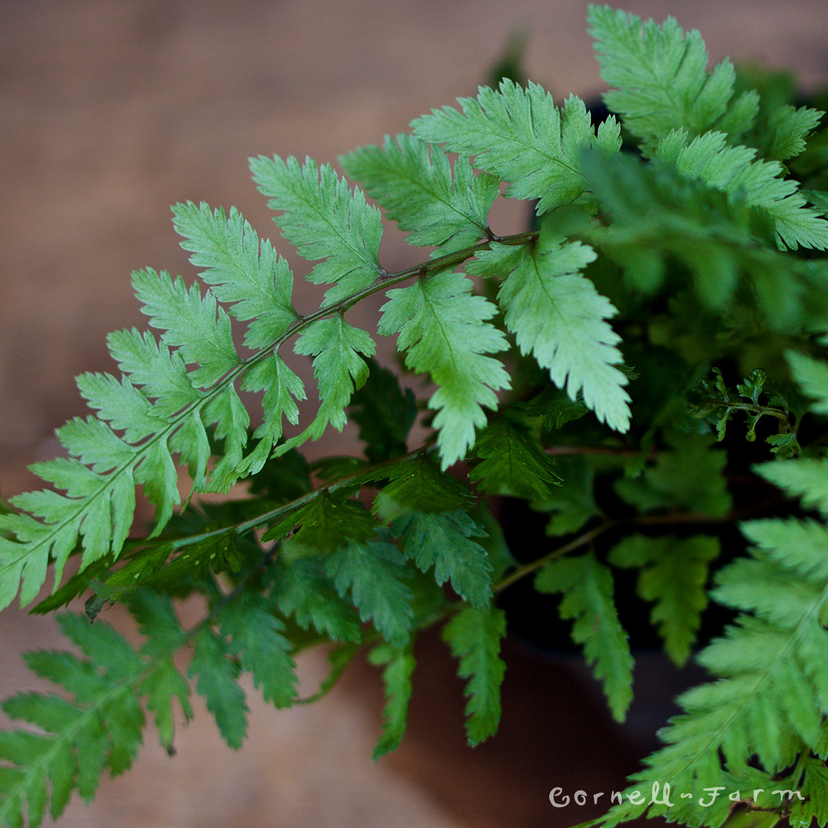 Athyrium n Japanese Painted Fern Qrt