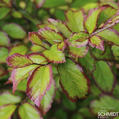 Parrotia persica Persian Spire 10gal