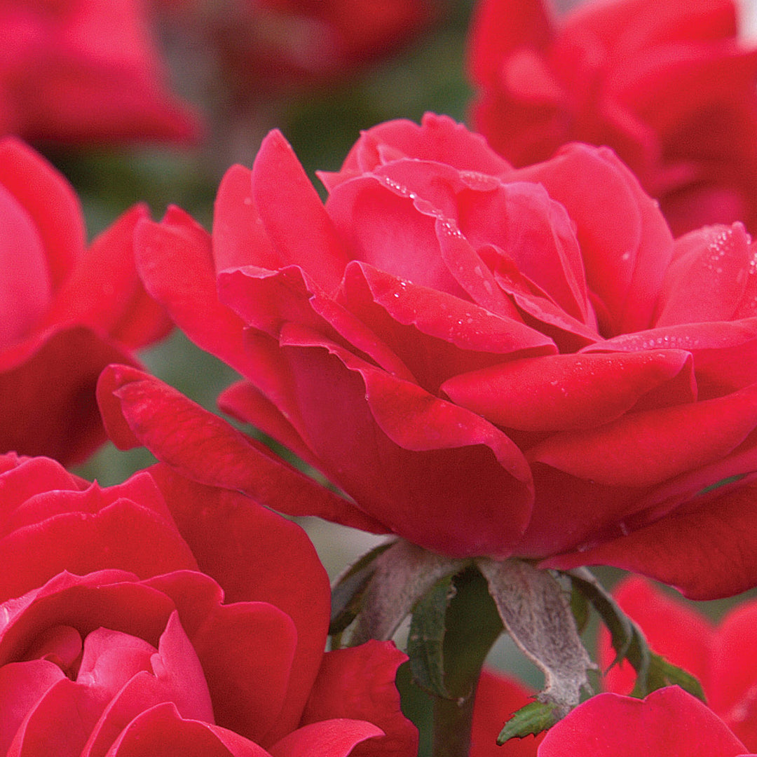 Rose Knockout Double Red 5gal Shrub – Cornell Farm