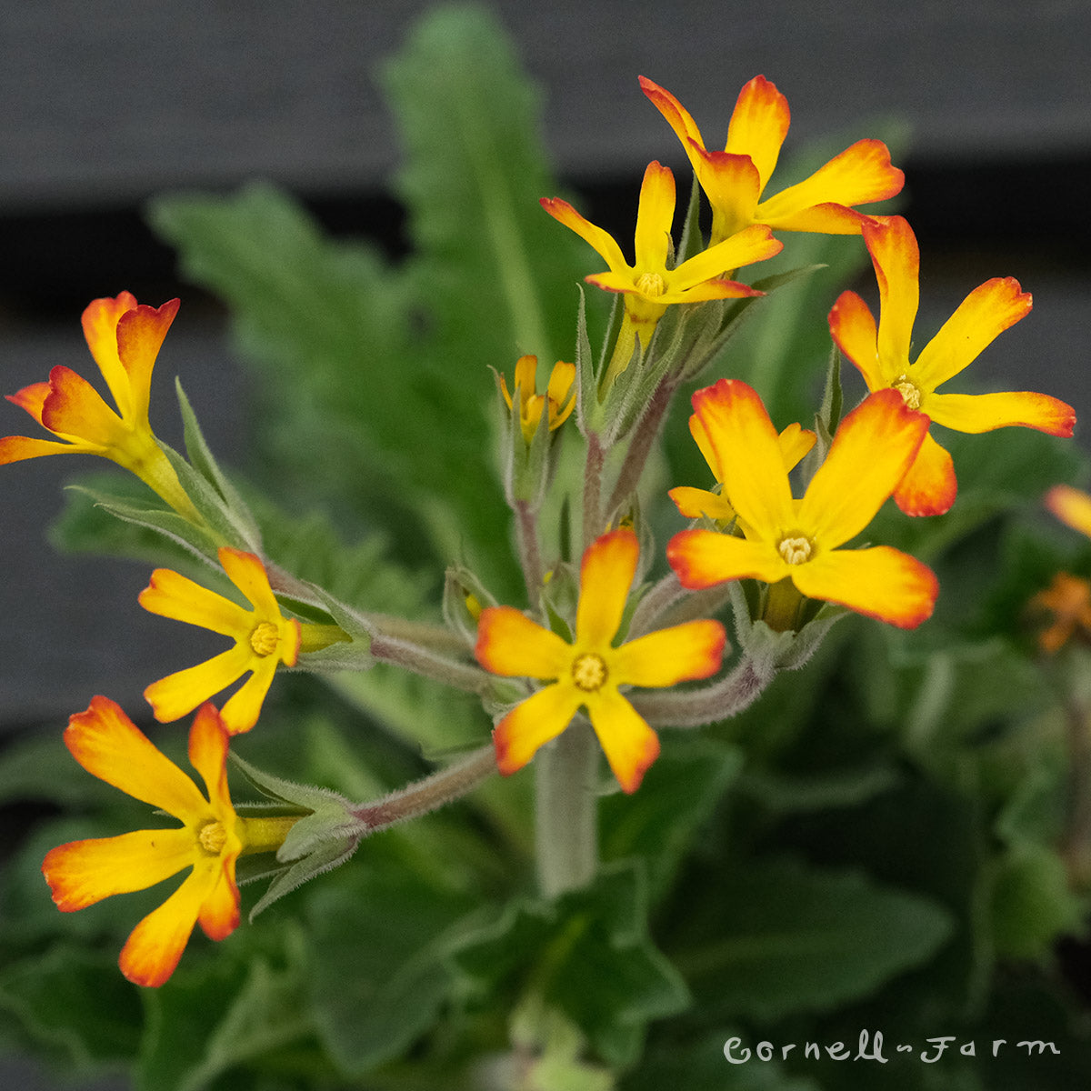 Primula Oakleaf Yellow Picotee Qrt.