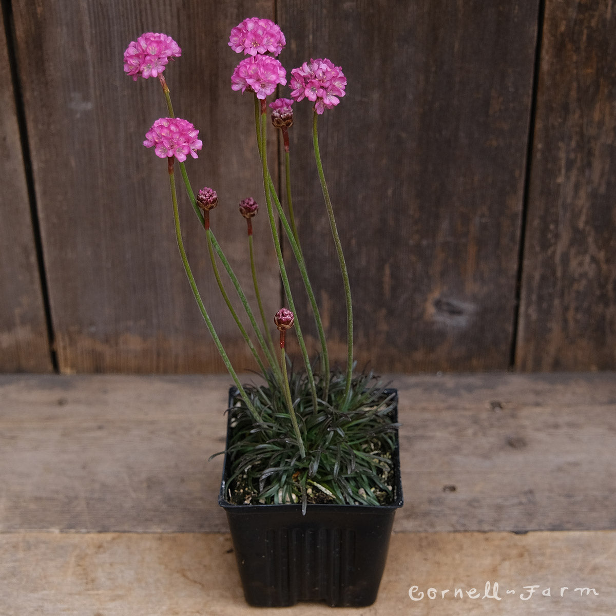 Armeria m Rubrifolia 4in