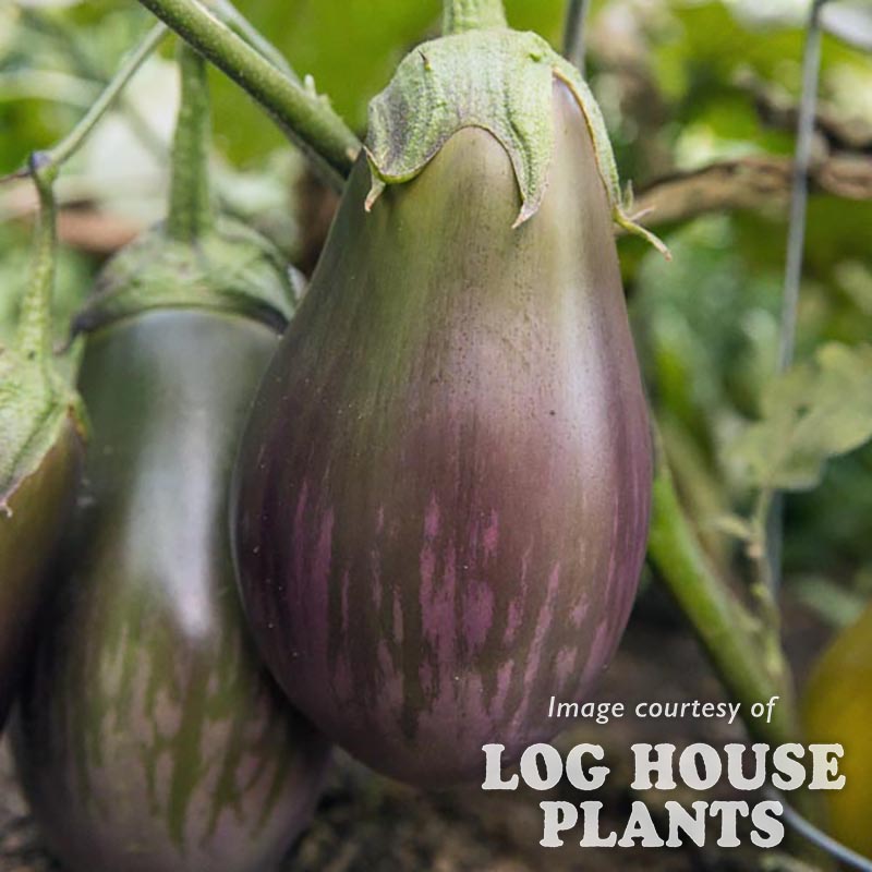 Eggplant Dusky Grafted Qrt. Mighty Veggies