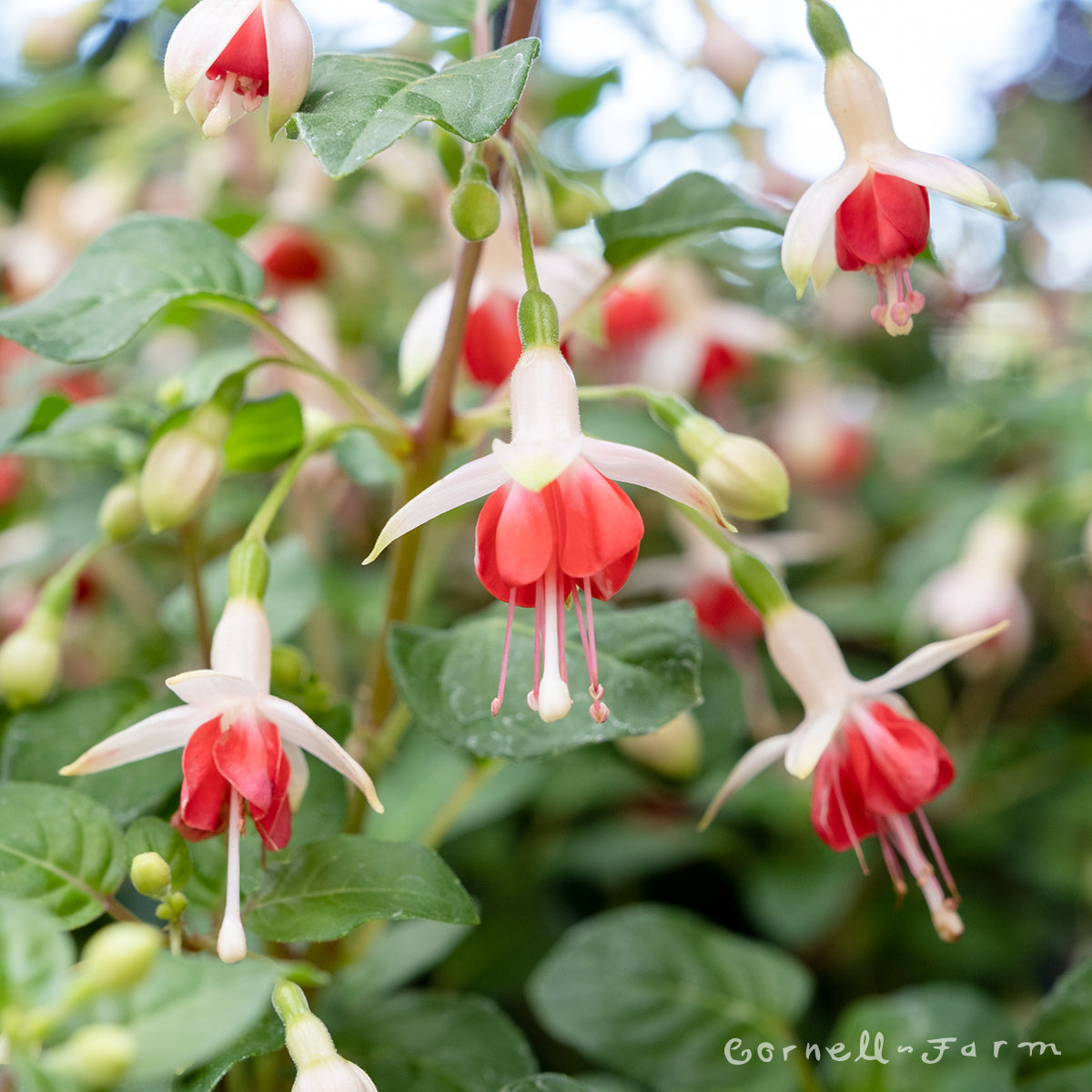 Fuchsia Galadriel 1gal