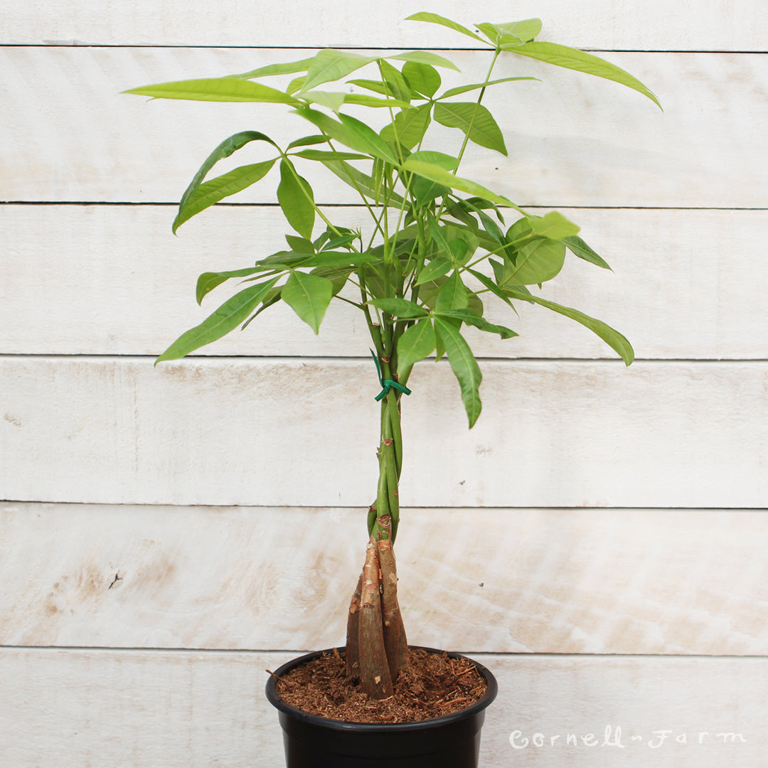 Pachira aquatica 6in Money Tree Braid