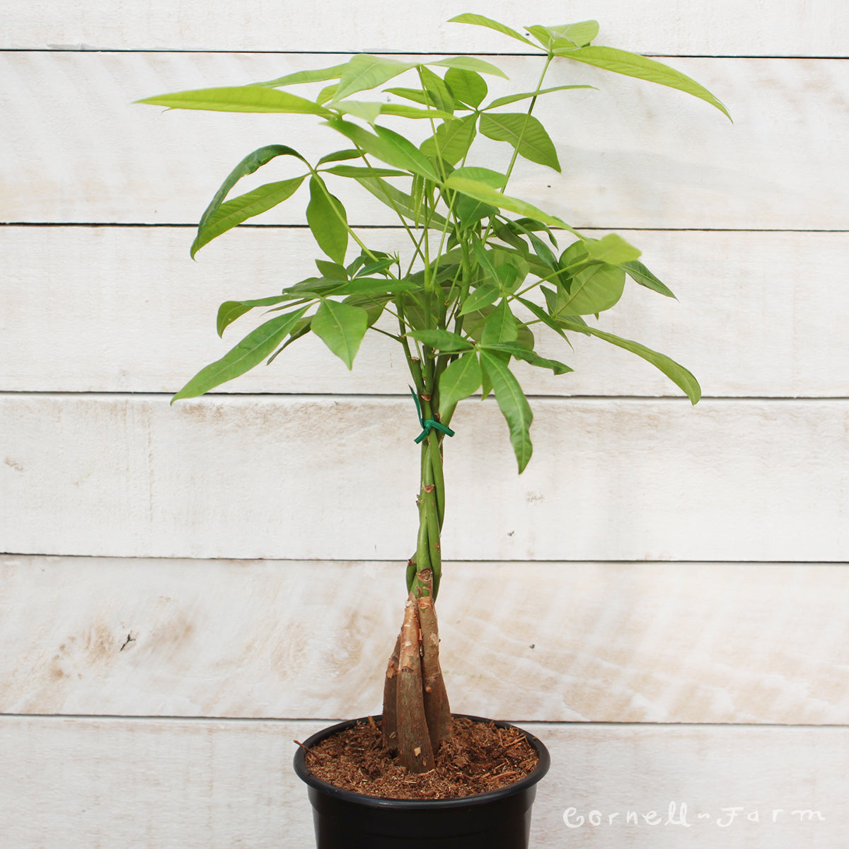 money tree braided pachira aquatica Pachira aquatica 6in Money Tree Braid