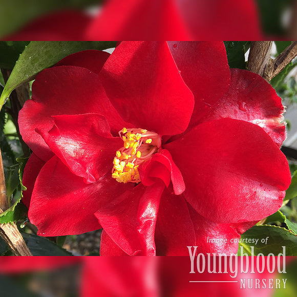 Camellia j. Anacostia 5gal