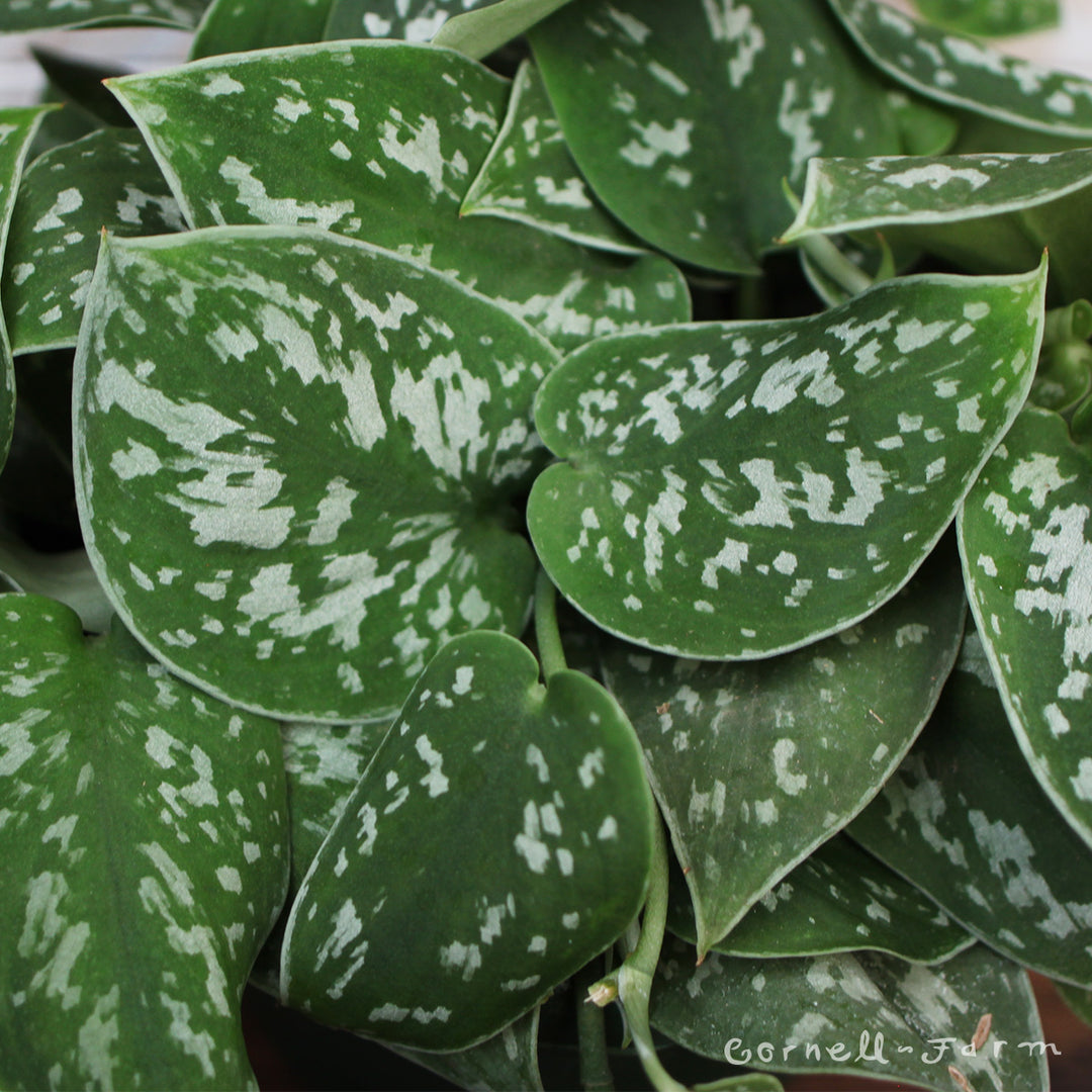 picta pothos Scindapsus pictus 6in Argyraeus Silver Satin Pothos