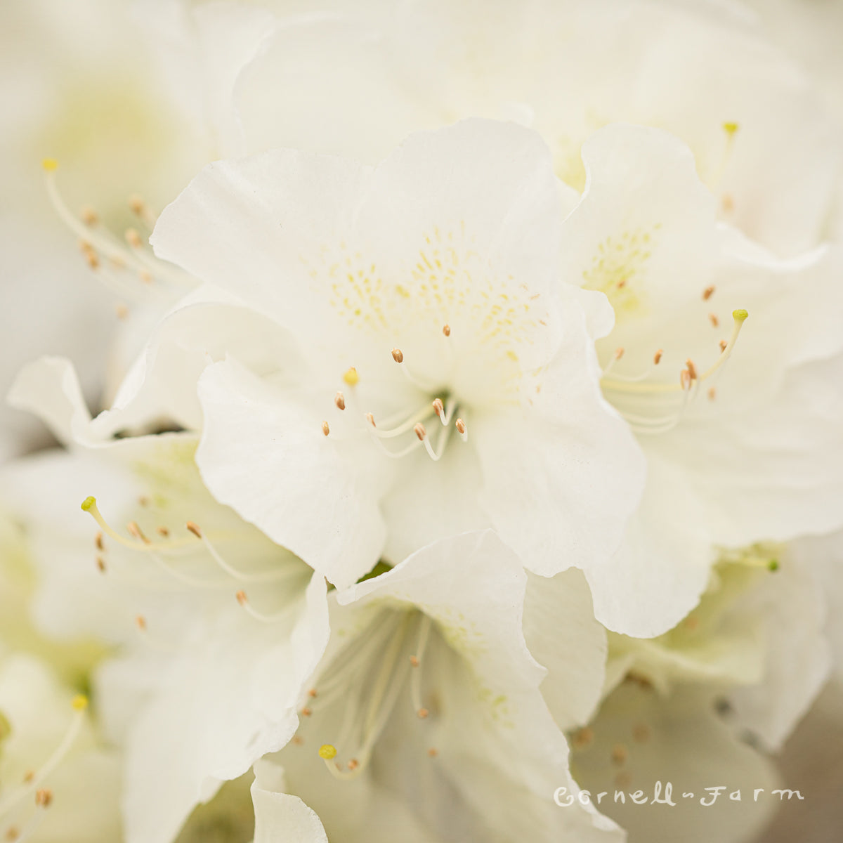 Azalea Girards Pleasant White 3gal