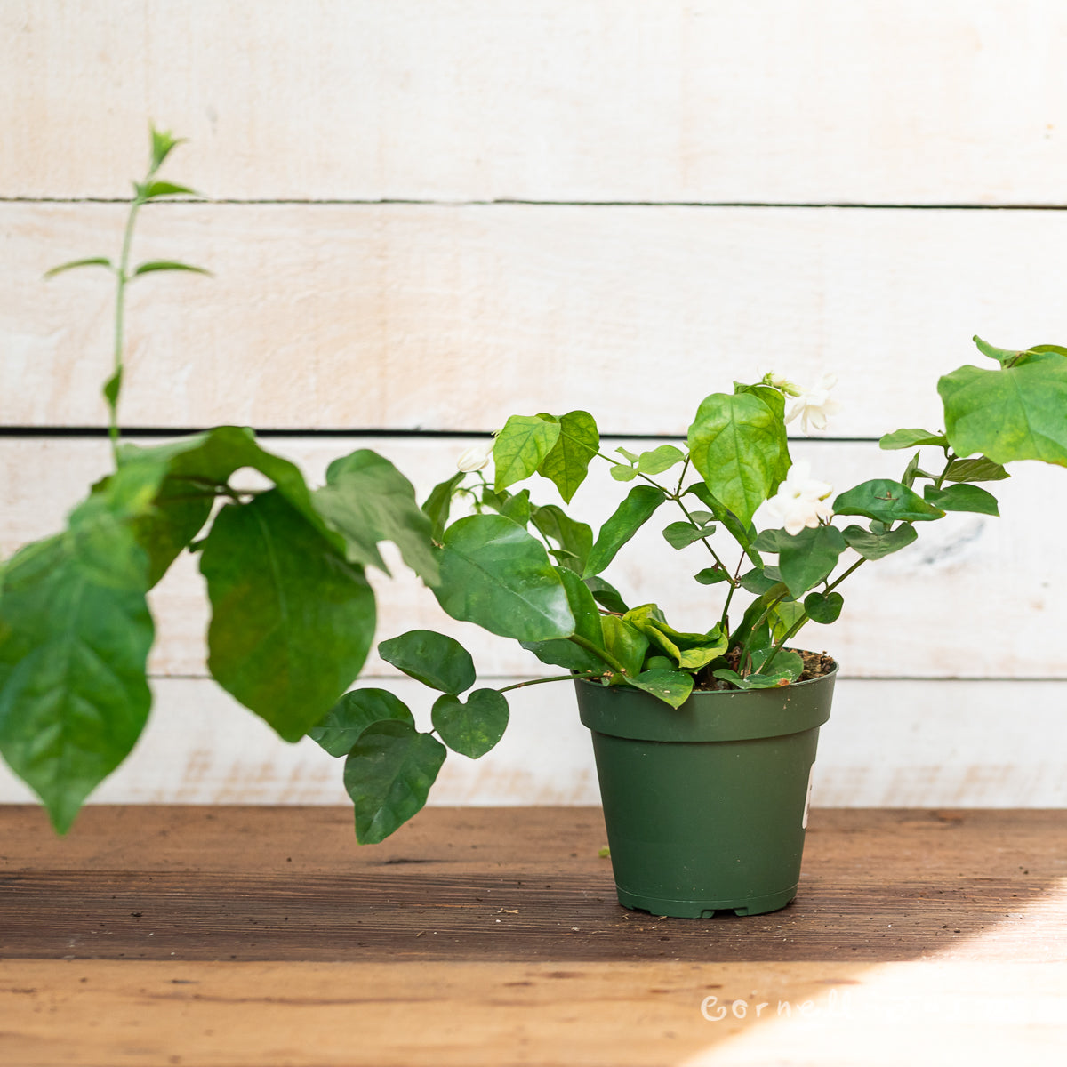 arabian jasmine house plant Jasmine sambac 4in Arabian Jasmine