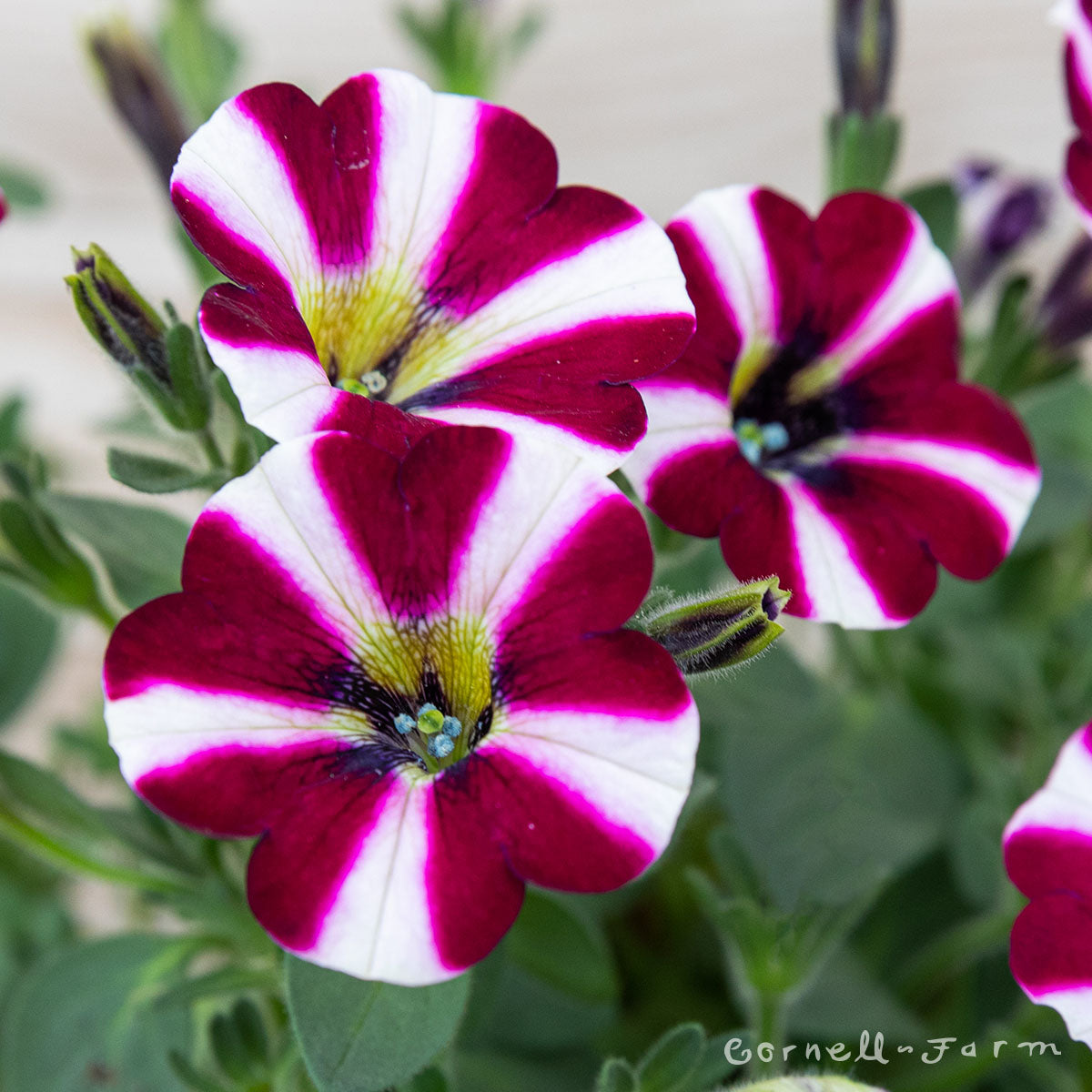 Petunia Bicolor Cabernet Cascadia 4.25in CF