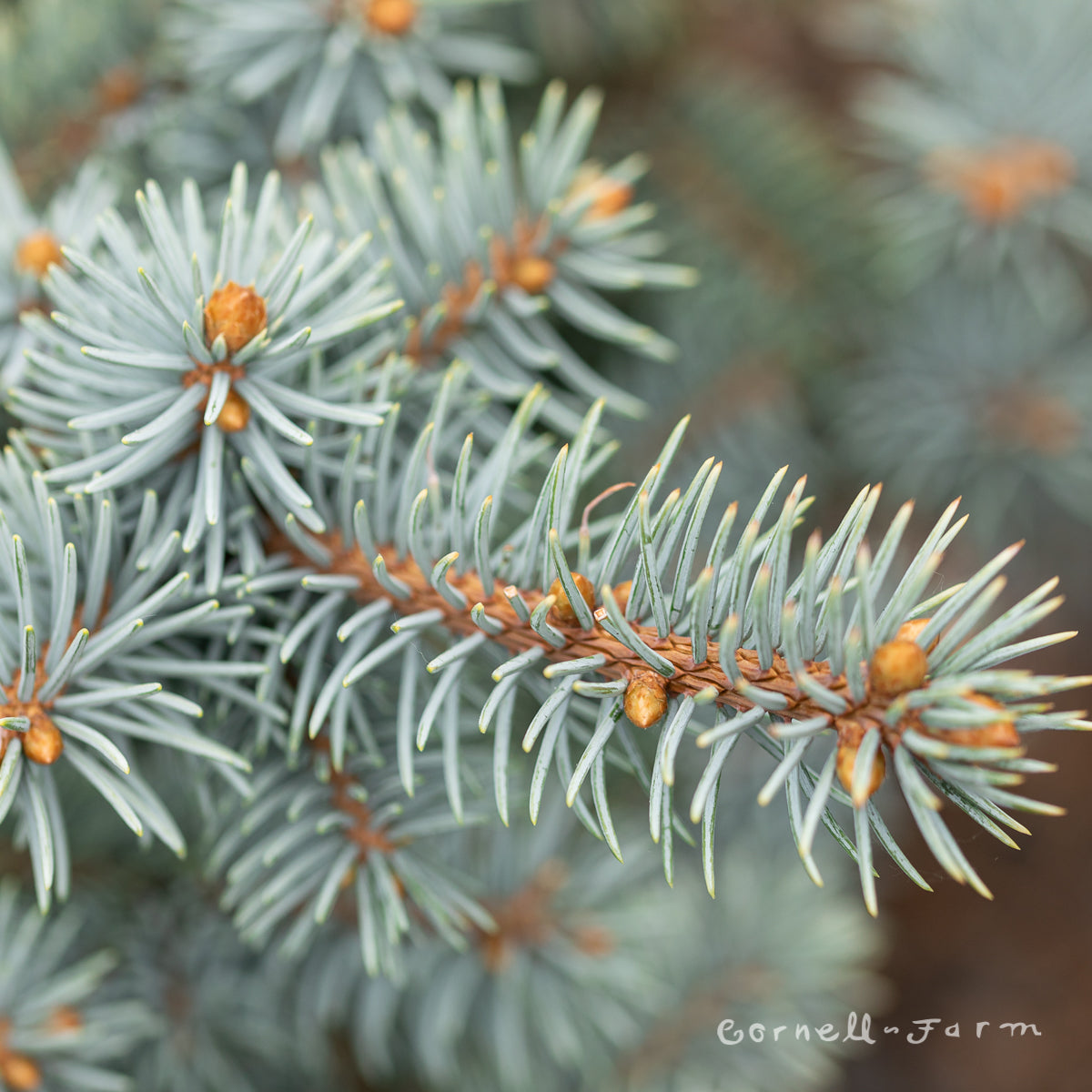 Picea p. Niemetz 3gal Blue Spruce