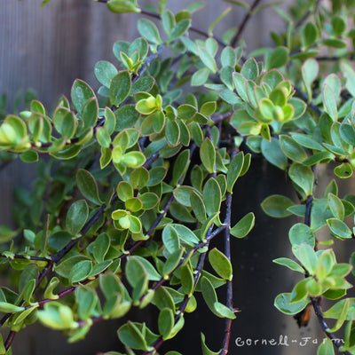 Hebe decumbens 1gal