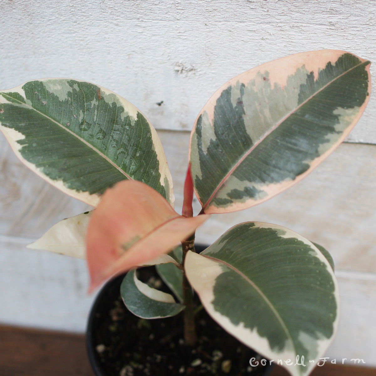 Ficus elastica 4in Ruby Rubber Tree – Cornell Farm